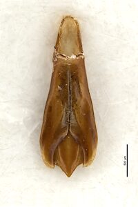 Castiarina purcellae, SAMA 25-018889, male, aedeagus of holotype, adapted from original, CC BY NC SA 4.0, NL, photo by Georgia Heath for SA Museum